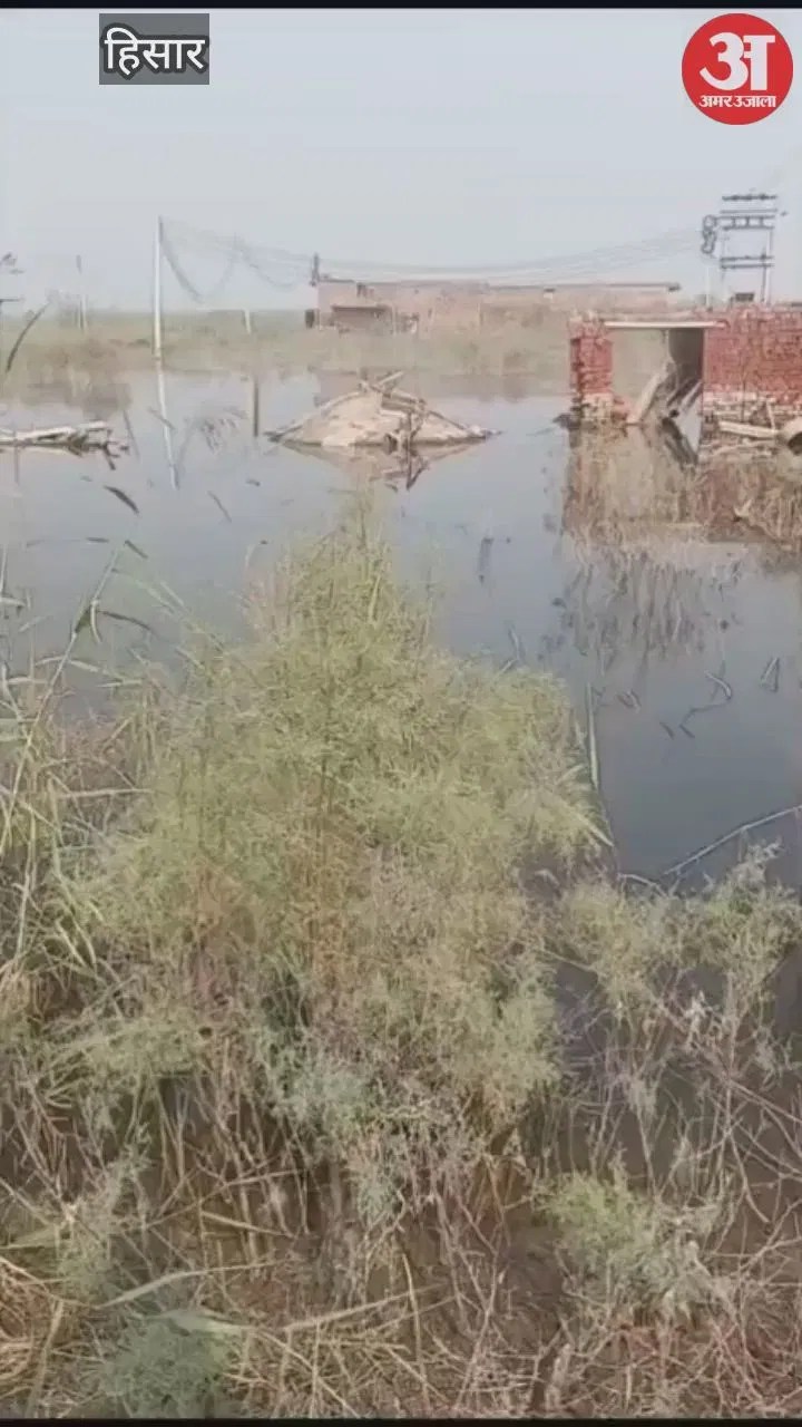 हिसार में चार महीने से खेतों में भरा पानी, नहीं कर पाए गेहूं की बिजाई  Latest Haryana News
