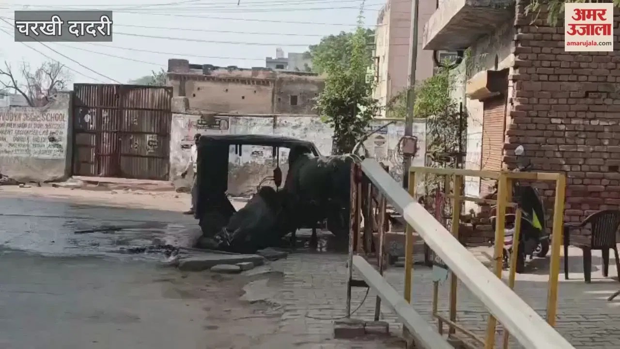 चरखी-दादरी में दो सांडों में छिड़ी लड़ाई  Latest Haryana News