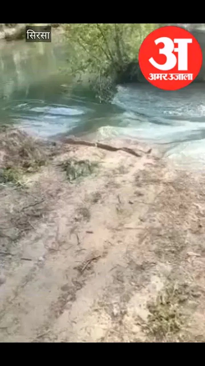 सिरसा: भाखड़ा नहर की मुख्य ब्रांच में 20-25 चौड़ी दरार, दर्जनों एकड़ फसल हुई जलमग्न Latest Haryana News