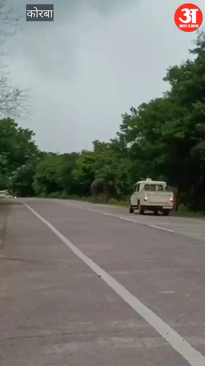 सीजी- CG: नेशनल हाईवे के बीचों-बीच खड़ा हो गया जंगली हाथी, वाहनों की लगी लंबी कतार; घंटों थमा रहा ट्रैफिक – INA