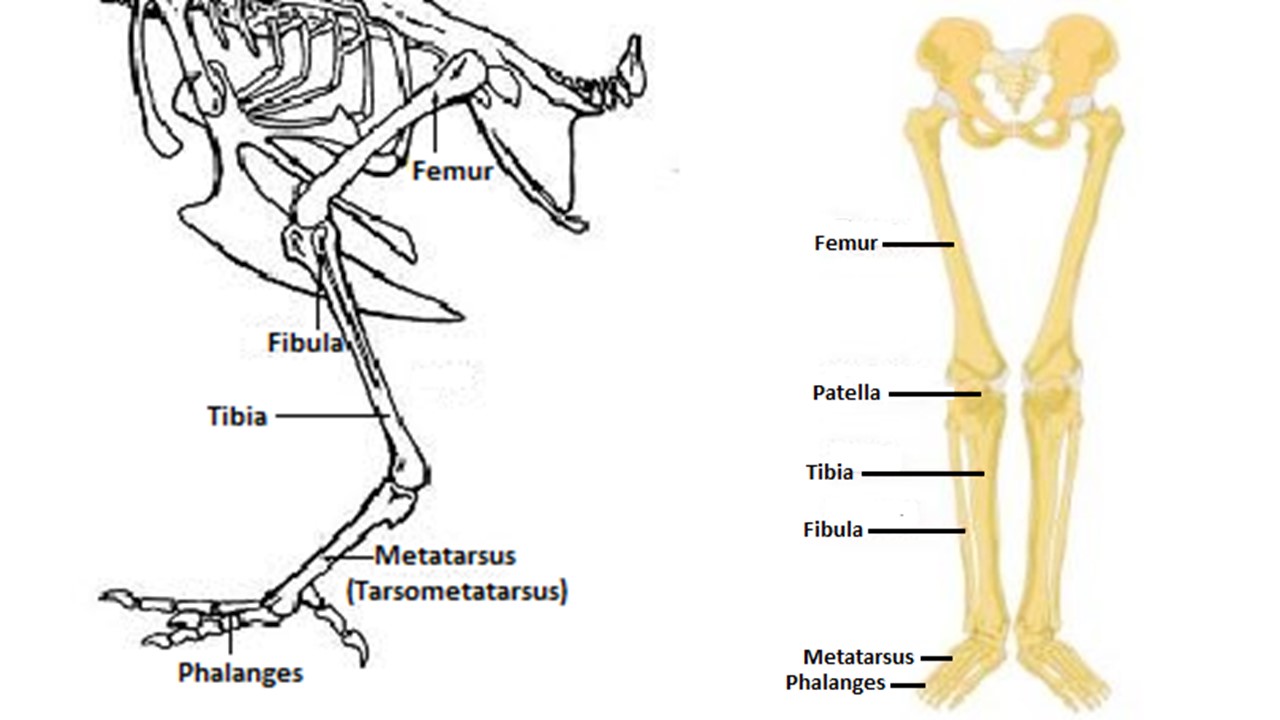 Anatomy of chicken leg