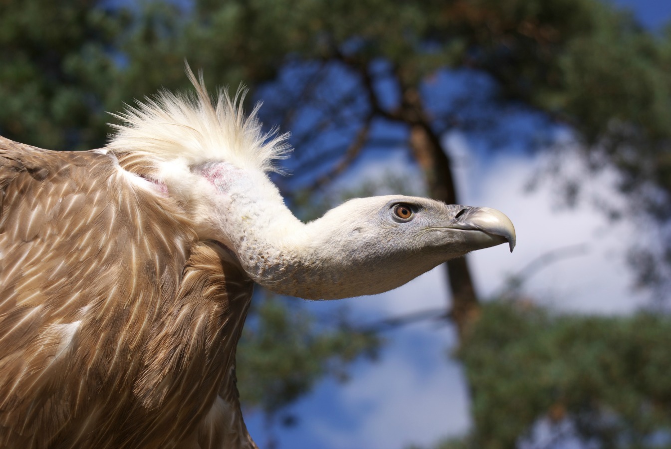 18 oiseaux au bec remarquable - GEO
