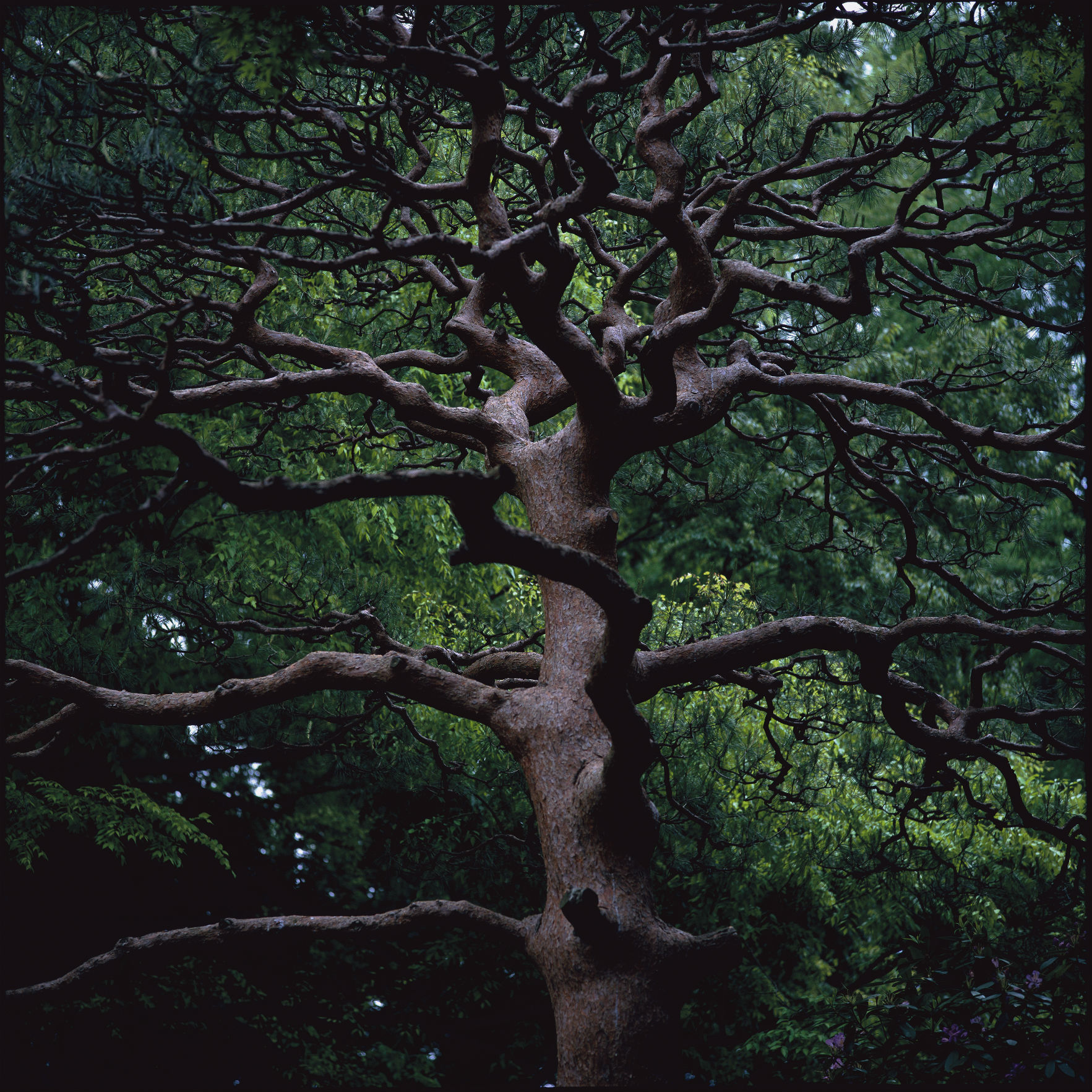 Nous les Arbres : la nouvelle exposition de la Fondation Cartier - GEO