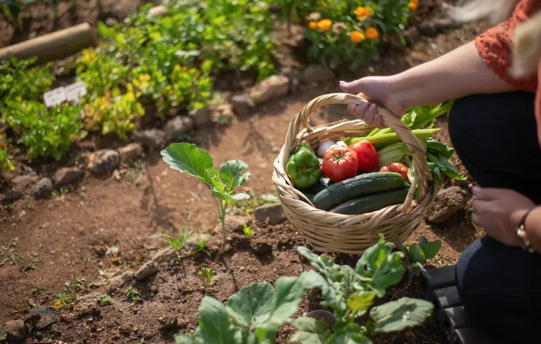 Convocatoria para el programa de “Huertas Urbanas” dirigido a productores locales de alimentos