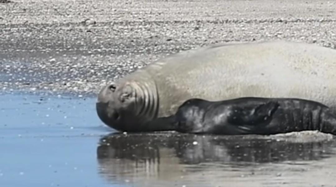 Acontecimiento Histórico: nació un cachorro de elefante marino en Mar de Ajó