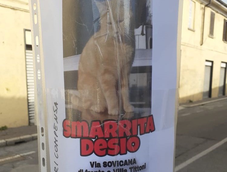 Gatti Smarriti, Un Giallo Tra Misteri E Dubbi Atroci - Prima Monza 570_x_750_jpg
