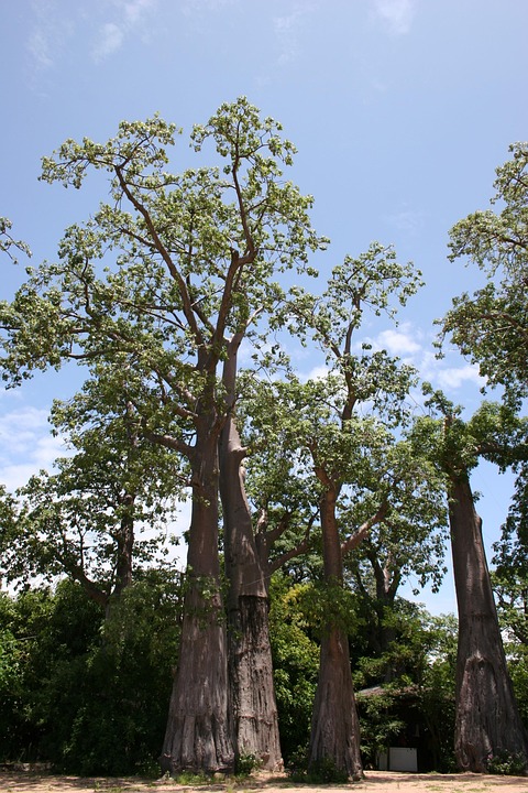 Unlocking Climate Solutions: How Regenerative Agroforestry in Part 13 of Our Series Can Help Combat Climate Change | ProAgri Unlocking Climate Solutions: How Regenerative Agroforestry in Part 13 of Our Series Can Help Combat Climate Change | ProAgri