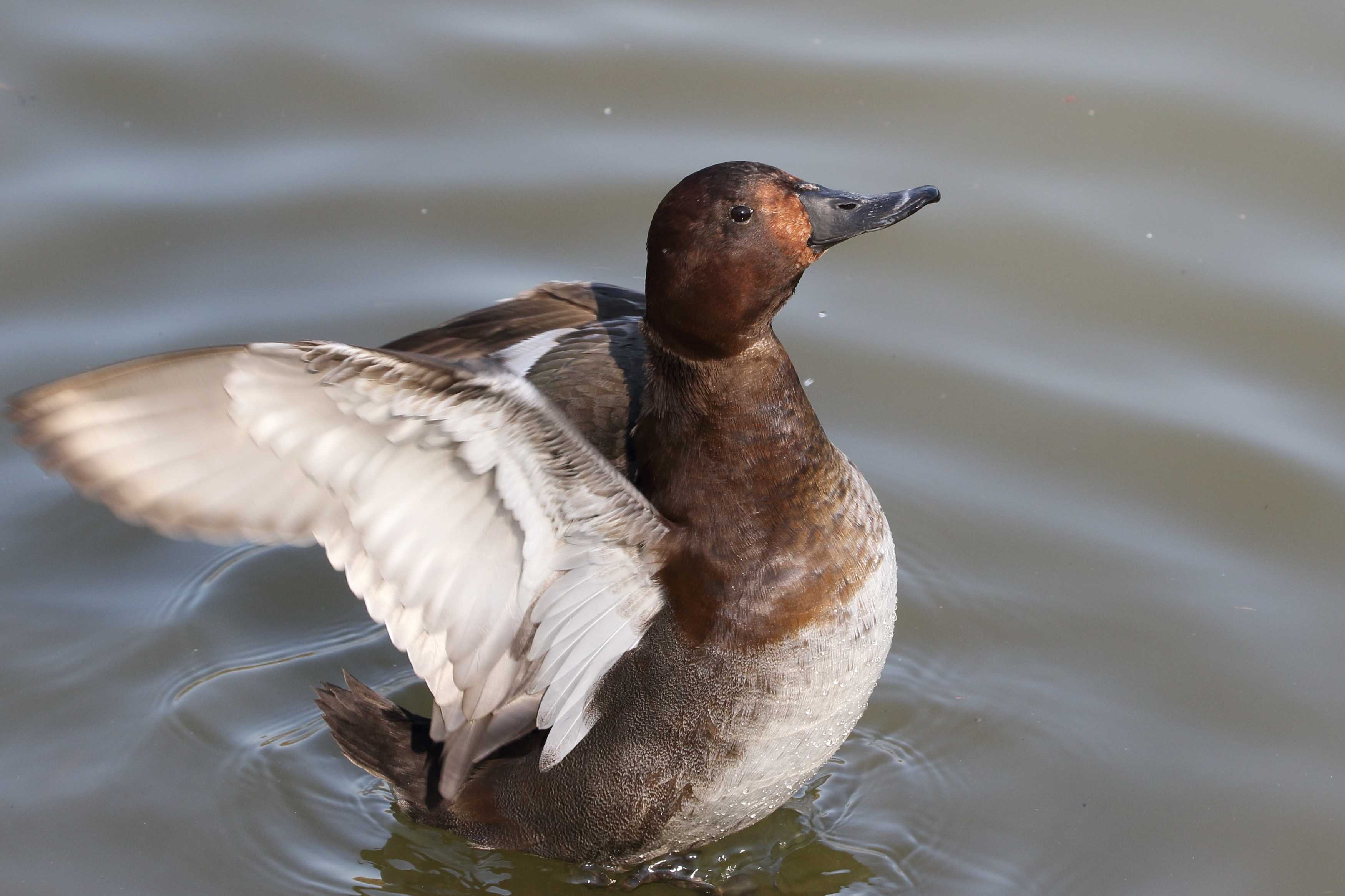 再び再開 メジロガモメス - maku2clubのブログ