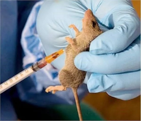 Benue Doctor Dies of Lassa Fever Amidst New Outbreak