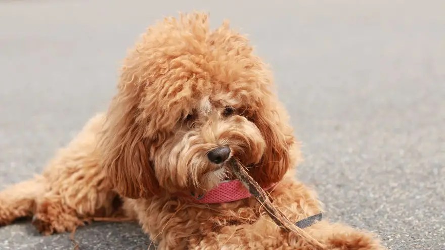 6 melhores criadores de Cavapoo na Nova Inglaterra