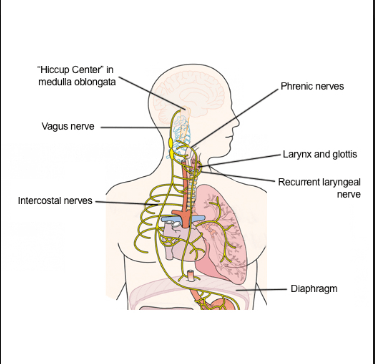 Mengapa kita bisa menyembuhkan orang yang cegukan dengan dikejutkan? - Quora