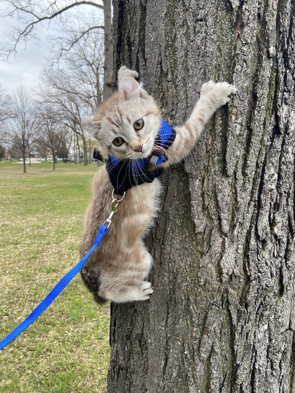 Seperti apa daftar tugas harian kucing Anda? - Quora