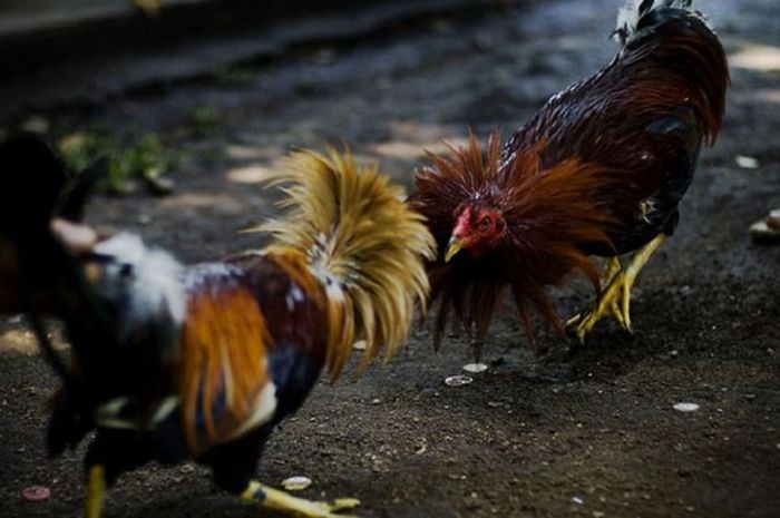 Pernahkah kamu menonton sabung ayam? - Quora