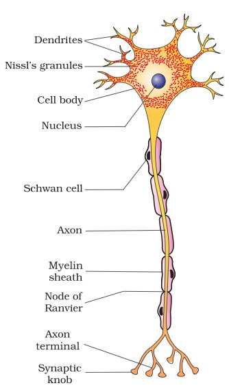 Komponen neuron mana yang menerima sinyal dari reseptor sensorik? - Quora