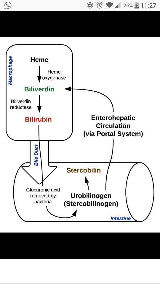 Mengapa kolelitiasis terjadi pada anemia hemolitik? - Quora