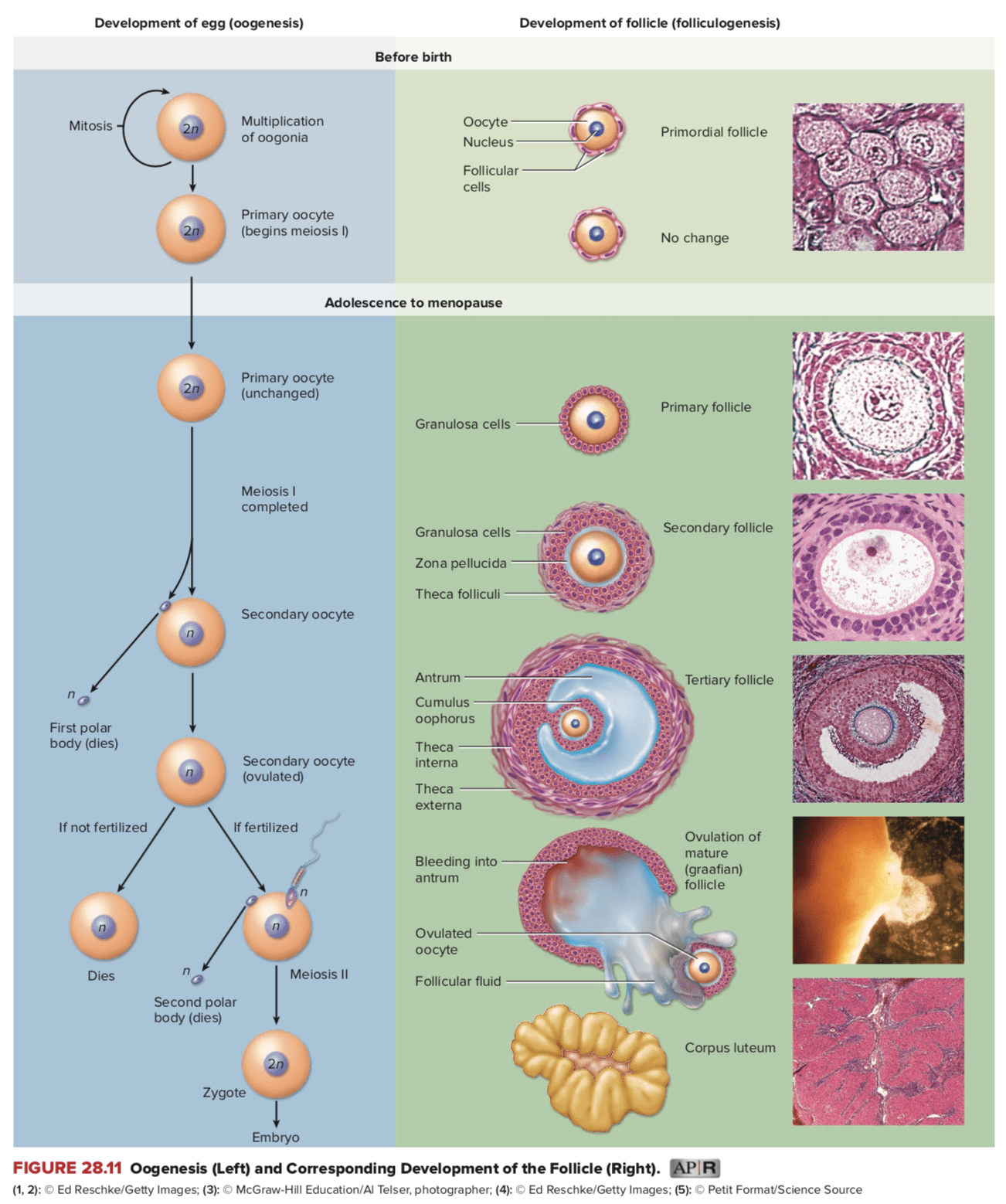 Bagaimana cara terbaik mendeskripsikan oogenesis dan spermatogenesis - Quora
