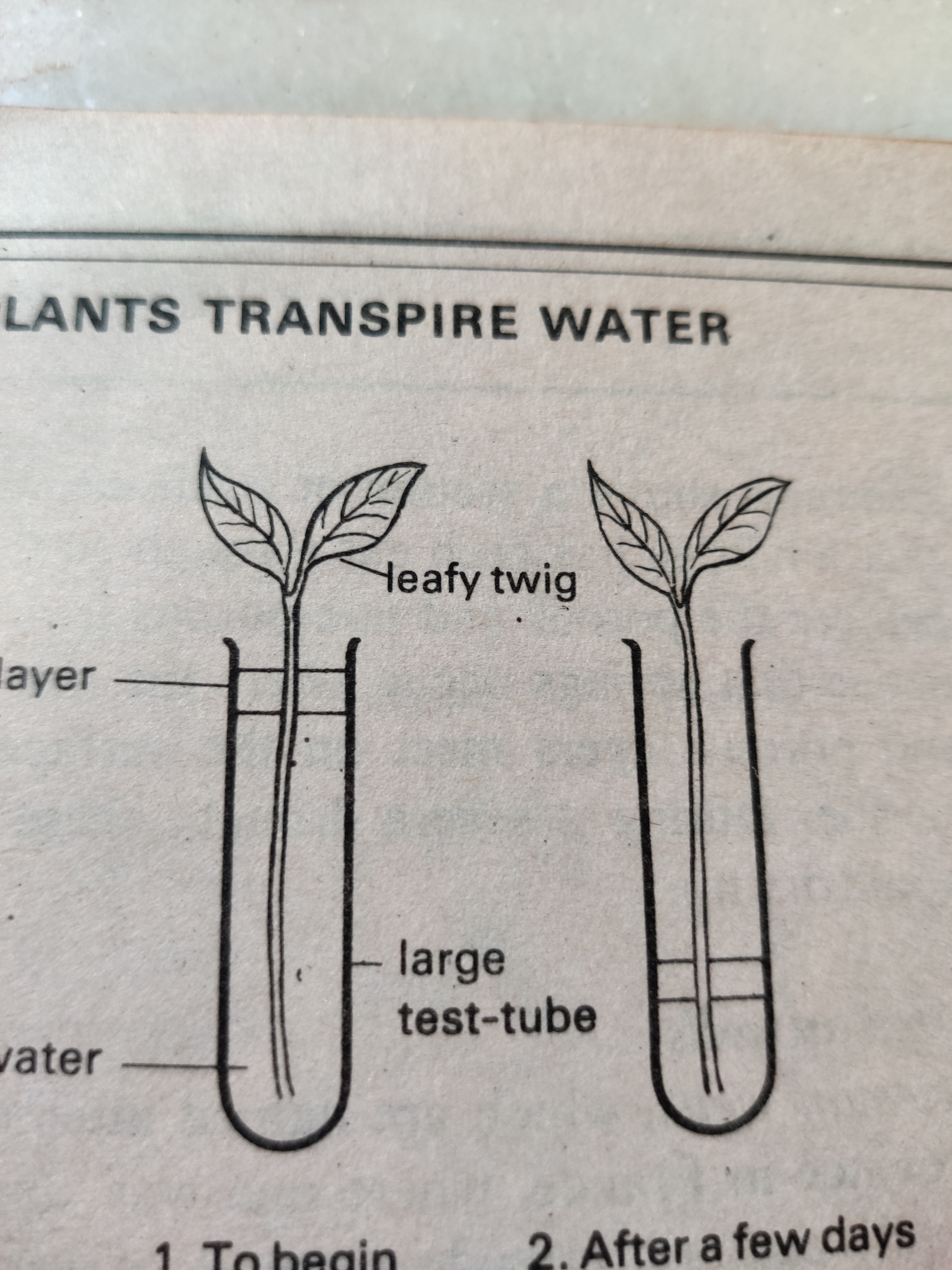 Bagaimana Anda menjelaskan proses transpirasi pada tumbuhan dengan bantuan  model atau percobaan kepada anak-anak? - Quora