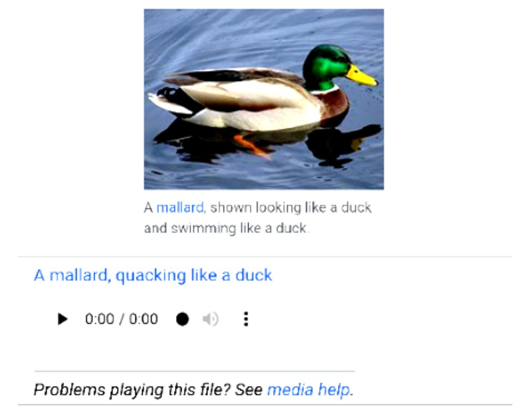 Apa makna tersembunyi dari &lsquo;jika jalannya seperti bebek, bunyi nya seperti  bebek, bentuknya seperti bebek, maka sudah pasti itu adalah bebek&rsquo;. Apa  maksudnya? - Quora