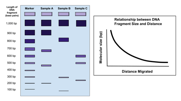 Bagaimana cara menentukan ukuran fragmen DNA dari elektroforesis - Quora