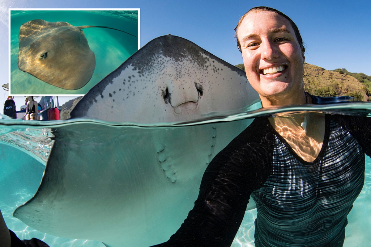 Saya melihat video youtube seseorang menggelitik ikan pari dan sepertinya ikan  pari bisa merasa geli dan tersenyum. Bisakah mereka digelitik atau saya  hanya mengantropomorfisasi mereka? - Quora