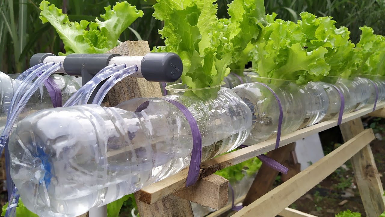 Apakah kacang tanah bisa ditanam secara hidroponik? Ada yang berhasil? -  Quora