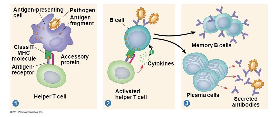 Fitur apa dari sel B yang membuatnya berguna sebagai sel penyaji antigen  profesional dalam respons imun? - Quora