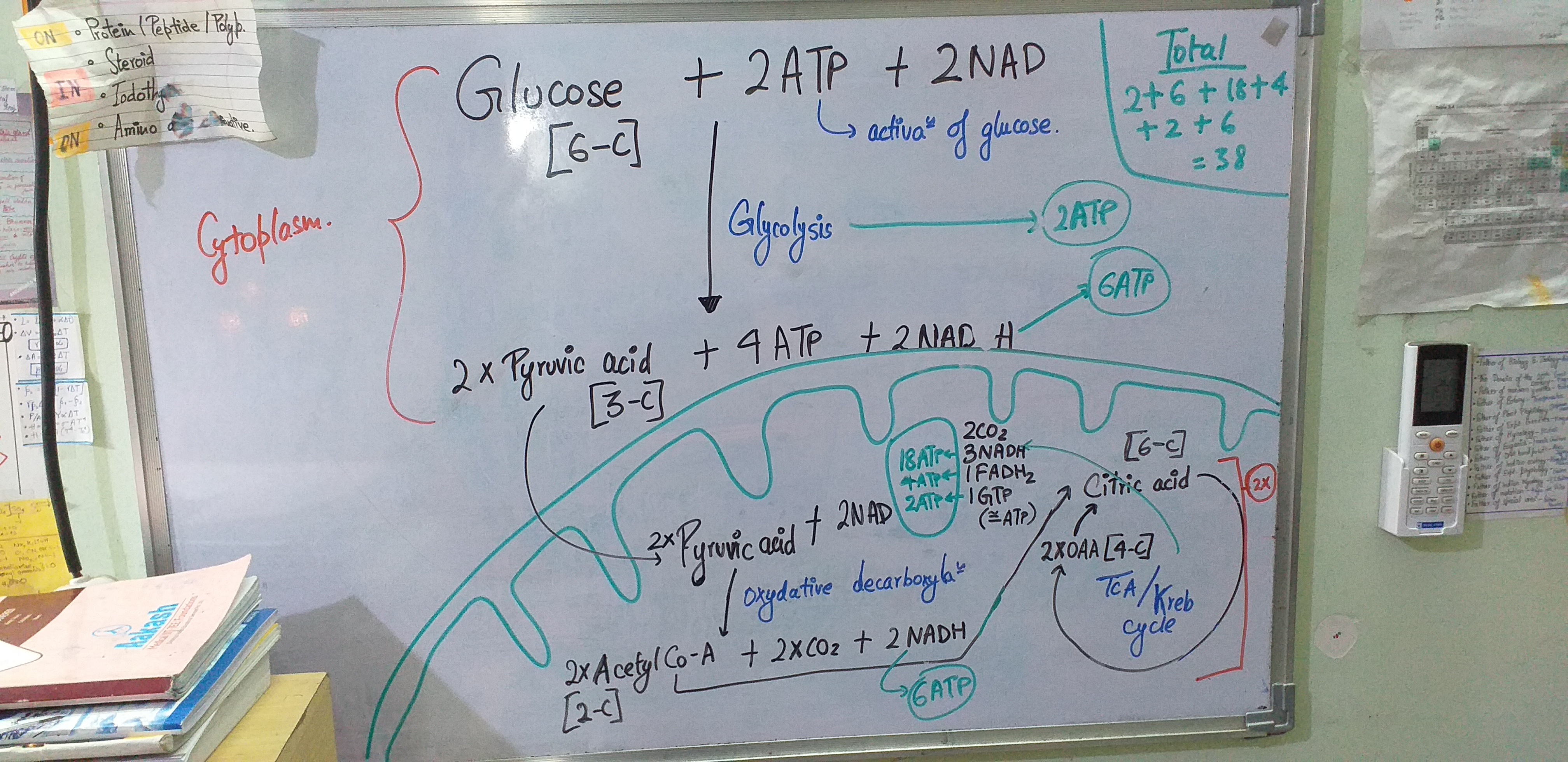 Berapa banyak ATP yang dihasilkan oleh 1 glukosa dalam Respirasi aerobik? -  Quora