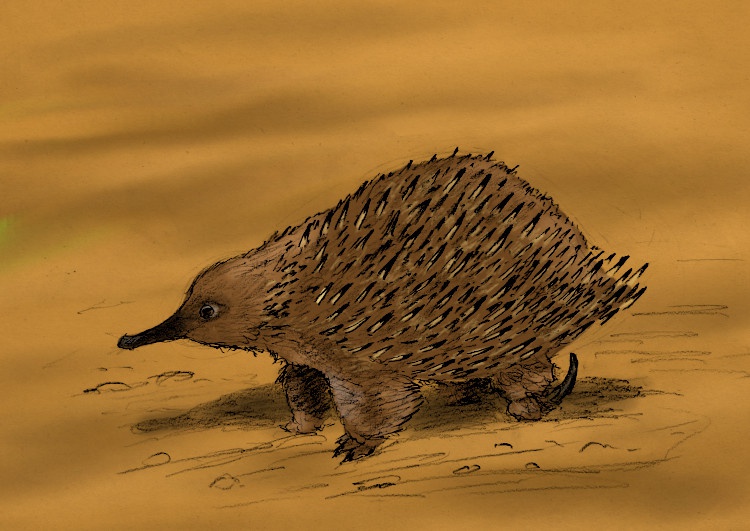 Mengapa trenggiling termasuk mamalia monotremata? - Quora