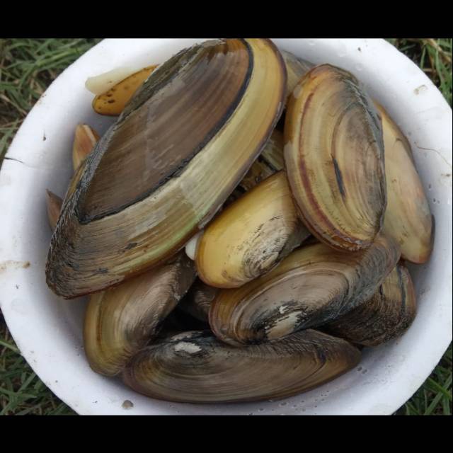 Mengapa di bahasa Jawa &lsquo;Kijing&rsquo; memiliki dua arti, yaitu kerang dan batu  nisan? - Quora