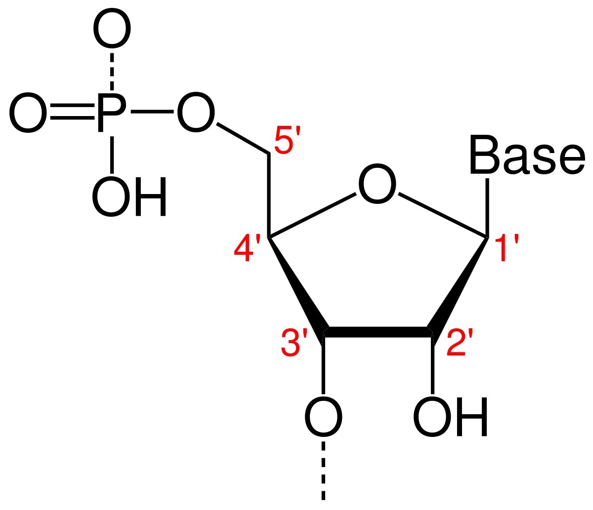 Apa yang dimaksud dengan ujung 5′ dan 3 DNA? - Quora