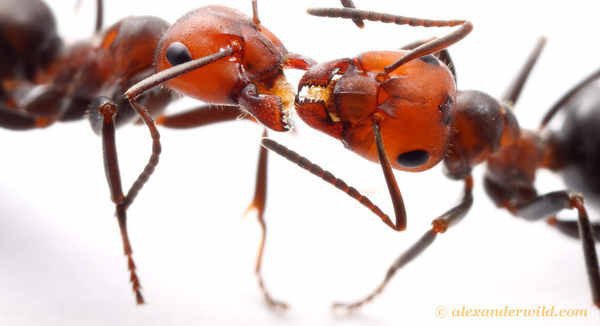 Ketika semut menemukan gula atau makanan, apa yang dilakukannya pertama  kali? Memakannya, atau memanggil koloninya? - Quora