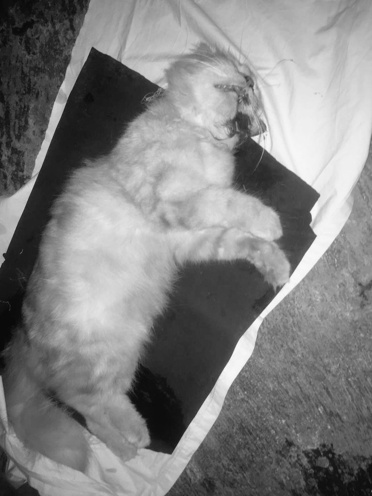 Adakah gambar kucing oren yang ingin kamu bagikan? - Quora