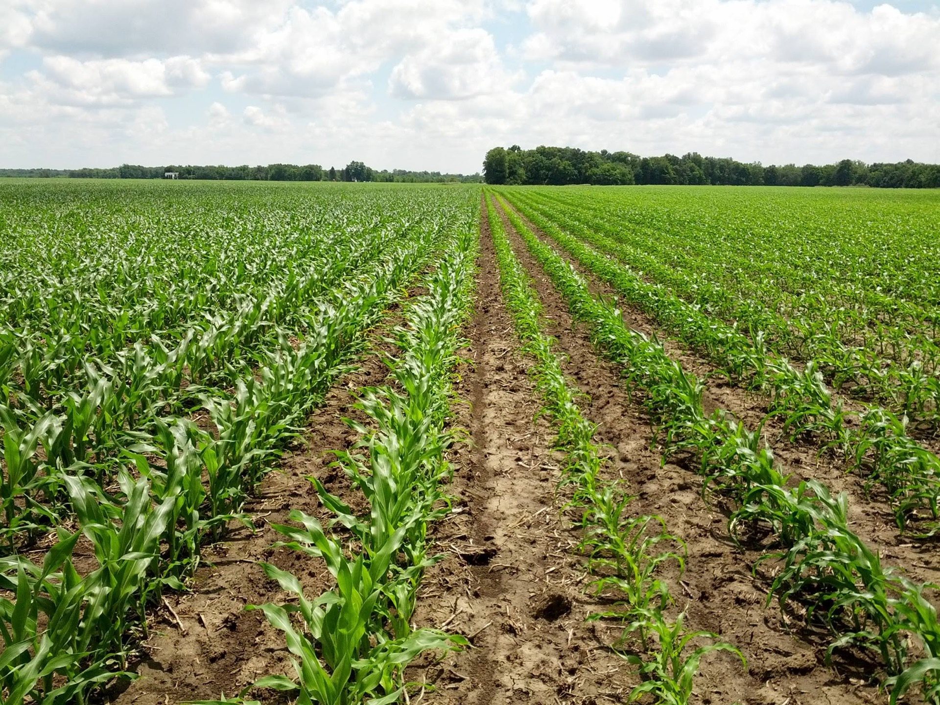 Seperti apa bentuk tanaman popcorn? - Quora