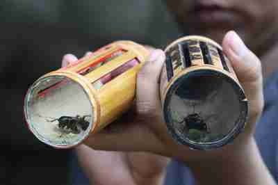 Bagaimana cara mengusir tikus tanpa racun? - Quora