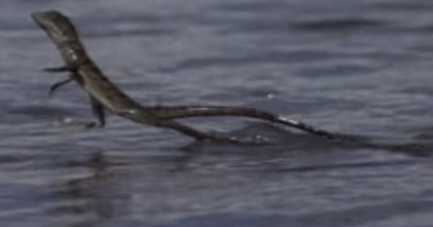 Apa saja hewan yang berjalan di atas air? - Quora