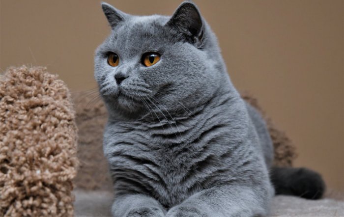 Apa jenis kucing berwarna abu-abu yang sering sekali diposting di akun  Instagram kucing? - Quora