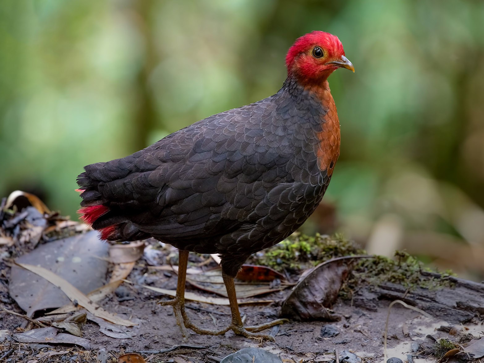 Burung apa yang terlihat seperti ayam hutan kecil dan berwarna hitam dengan  mahkota merah? - Quora