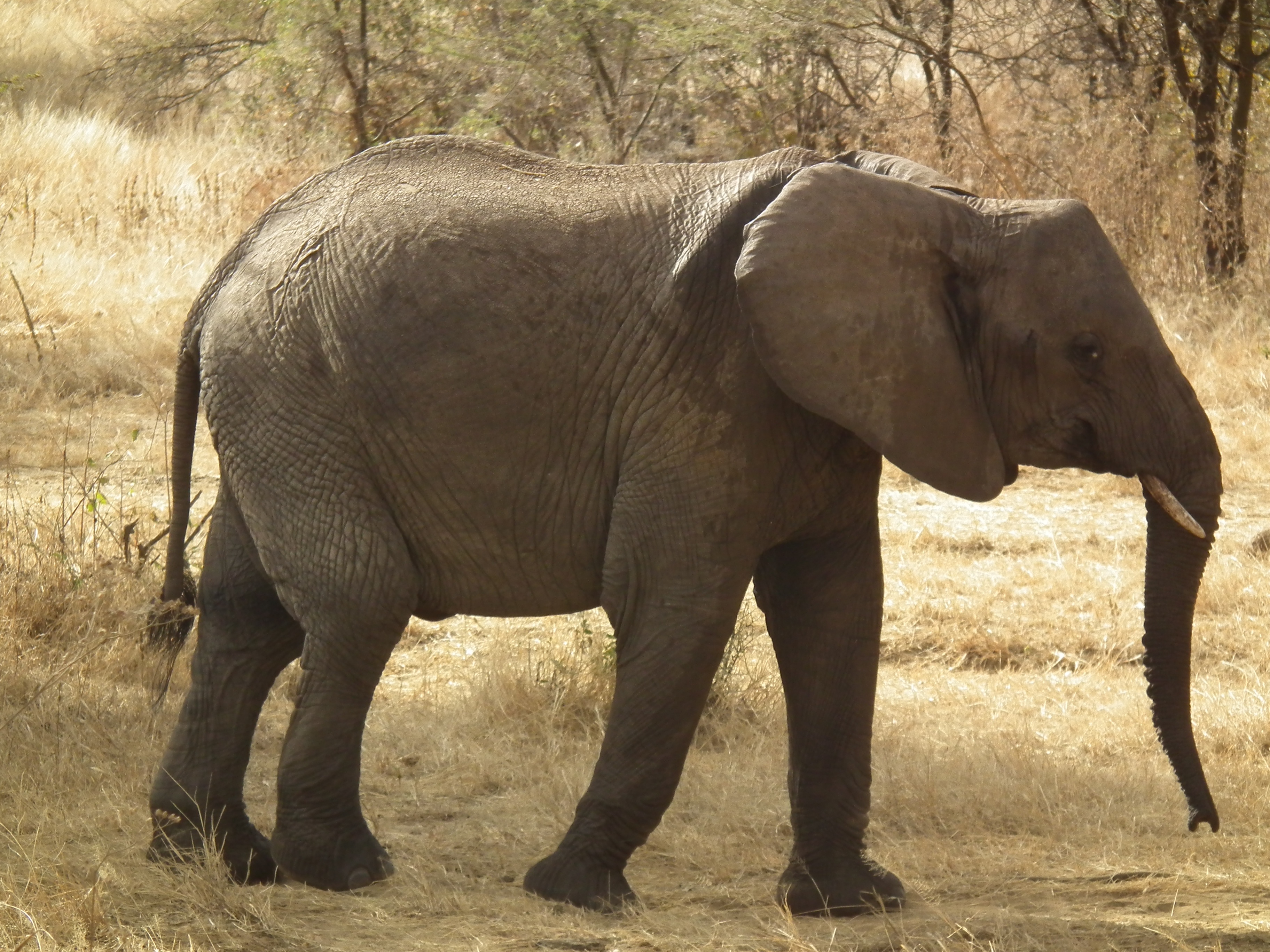 Bagaimana caranya supaya kita bisa selamat jika dikejar oleh kawanan gajah  yang sedang mengamuk? - Quora