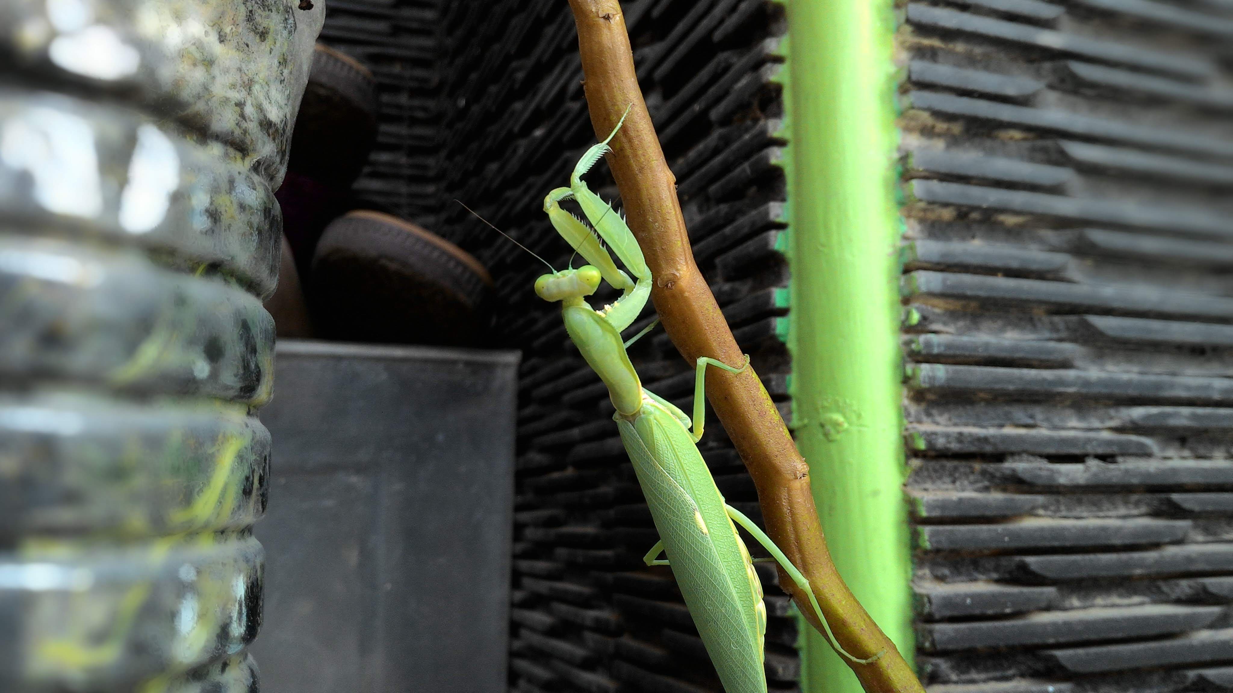 Kenapa belalang sembah memakan kepala pejantan setelah keduanya kawin? -  Quora