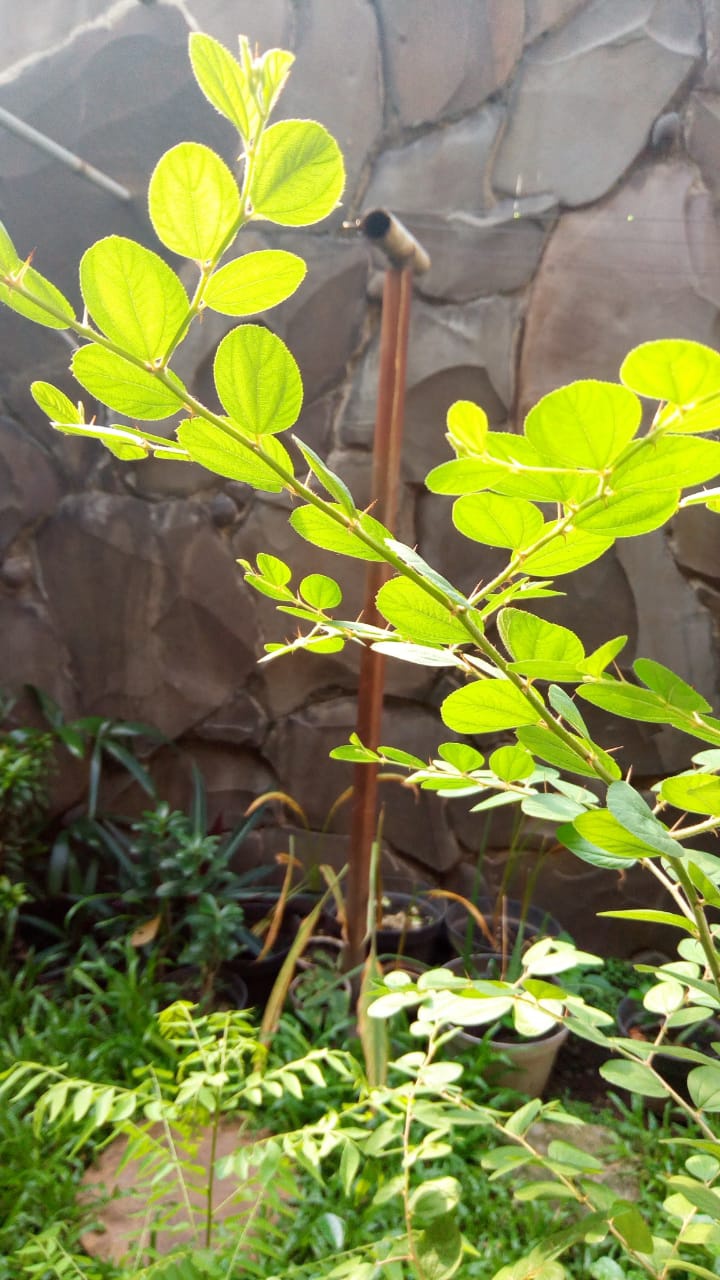 Apa manfaat secara medis daun bidara selain manfaat non medis yang lebih  populer? - Quora