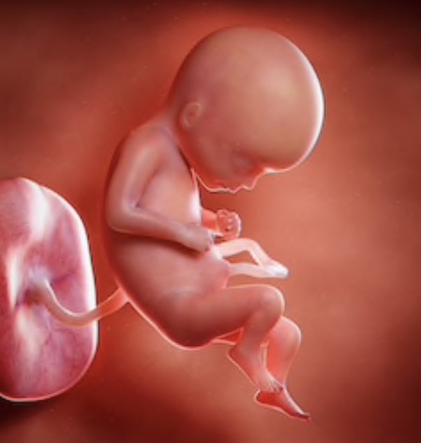 Apakah tali pusar bayi menempel pada pusar ibu? - Quora