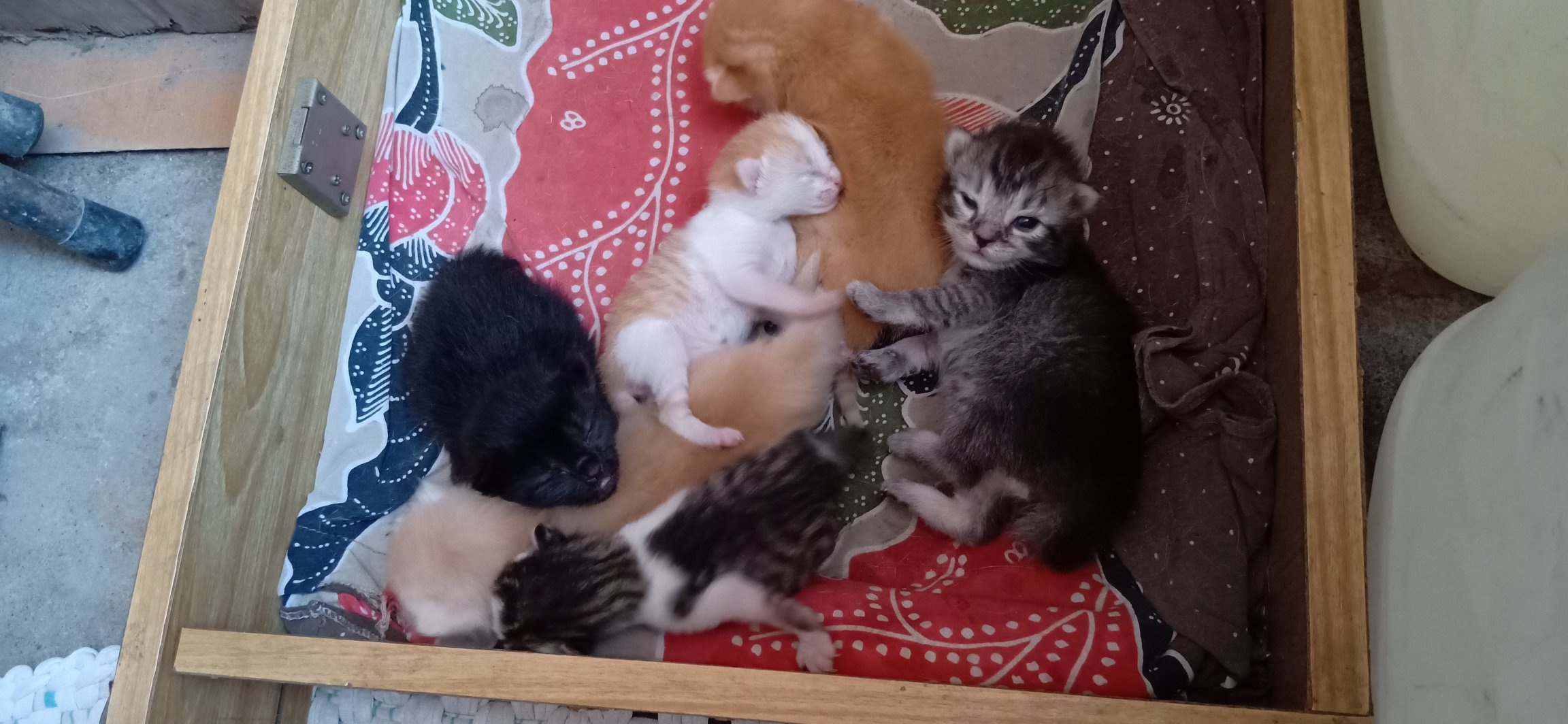 Mengapa ekor kucing ada yang panjang dan ada yang pendek? - Quora