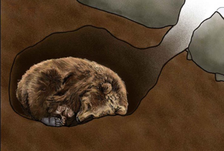 Apakah beruang lebih berbahaya setelah hibernasi? - Quora