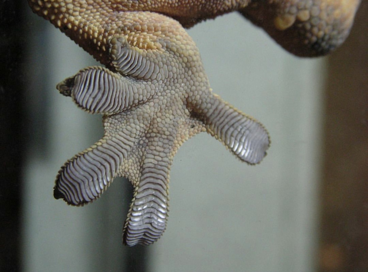 Mengapa tokek bisa bergelantungan di langit-langit tanpa jatuh? - Quora