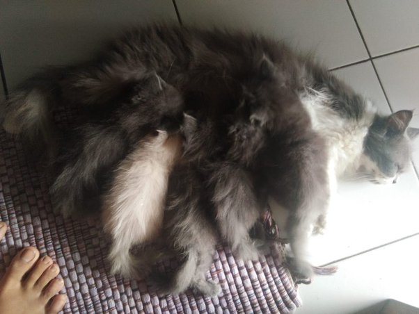 Saya berencana untuk memelihara kucing di tempat kos sebagai teman. Namun  ketika saya kuliah, apakah sebaiknya kucing dikunci dari dalam atau  dilepas? Jika dikurung di kamar kos, apakah dia akan stres? -