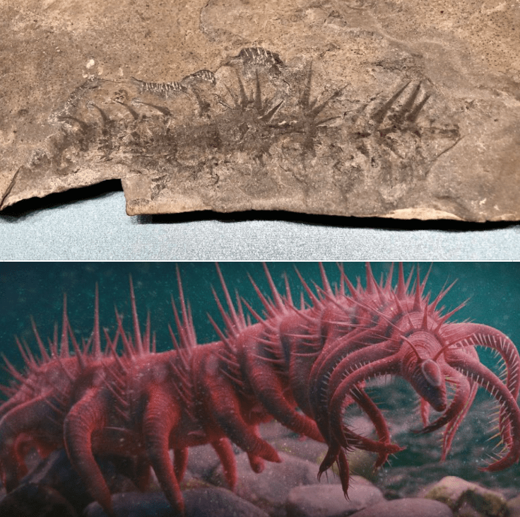 Apa yang akan menjadi makhluk aneh dari periode Kambrium? - Quora