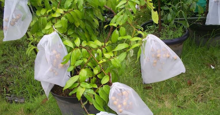 Mengapa buah mangga kalau sudah matang jatuh dari pohonnya? - Quora