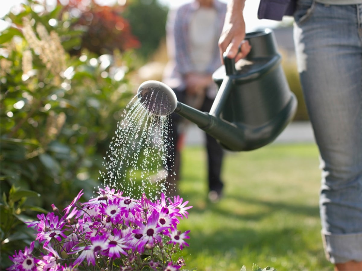Kapan waktu terbaik untuk menyirami tanaman saya di musim panas? - Quora