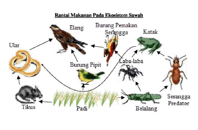 Mengapa jika ular sawah diburu dengan berlebihan dapat mengakibatkan petani  gagal panen? - Quora