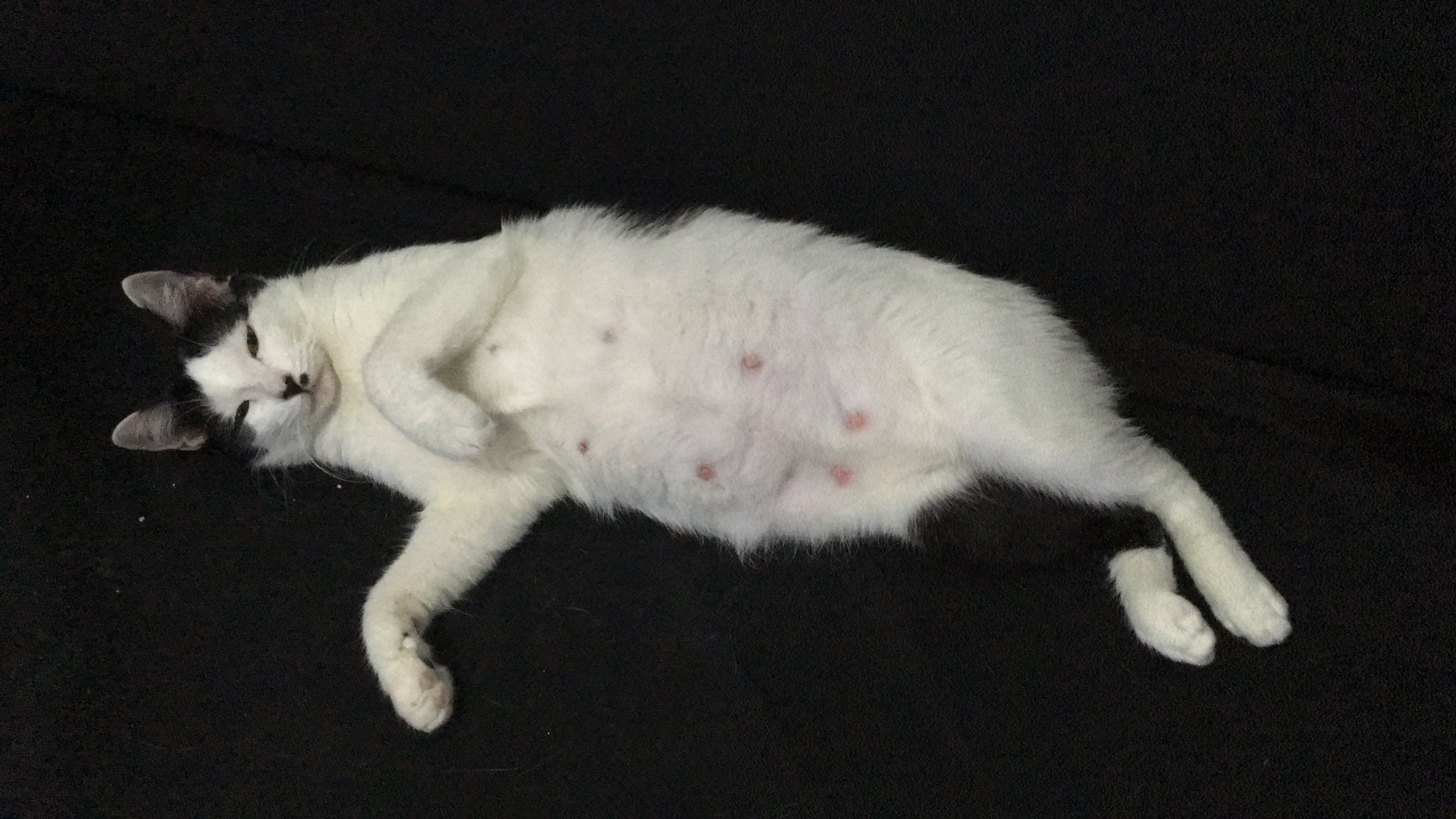 Apakah ada kucing betina yang tidak bertanggungjawab pada anak-anak  kucingnya? - Quora